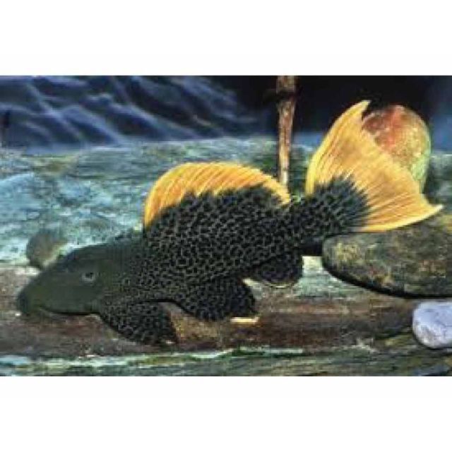 l600 / LDA007 Pseudacanthicus leopardus 13-15cmcm