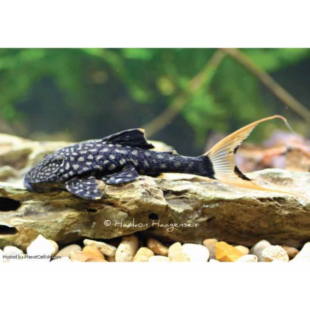 L090a Panaque sp. bathyphilus 8-11cm