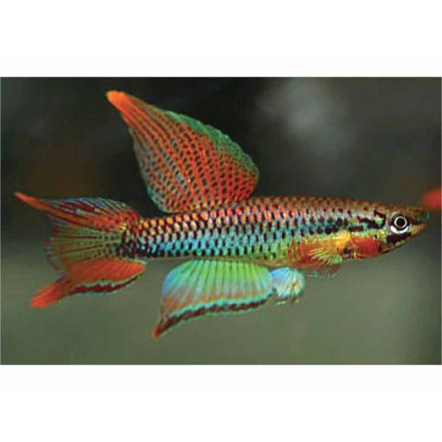Aphyosemion bitaeniatum lagos red 1-2cm