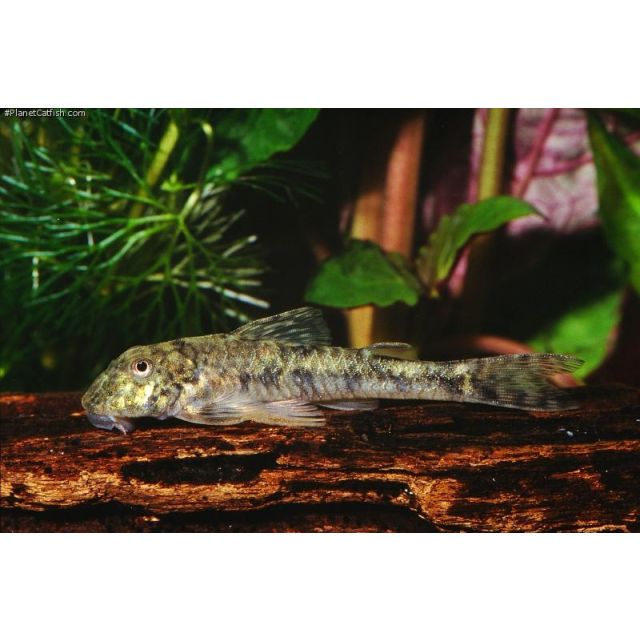 LDA025 Parotocinclus jumbo PITBULL3-4cm