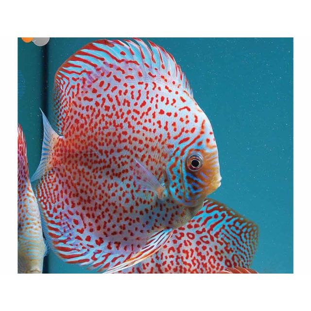 Discus Leopard 4/6cm
