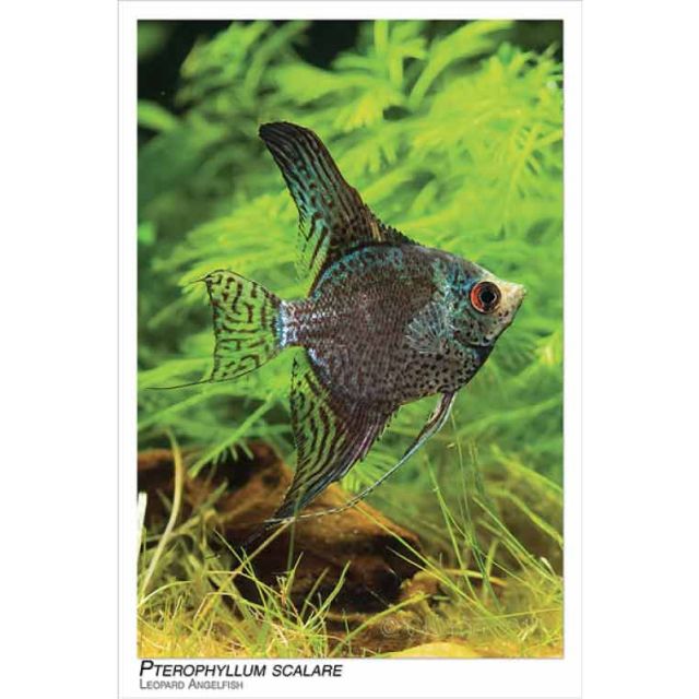 Scalare leopard-blue 5cm
