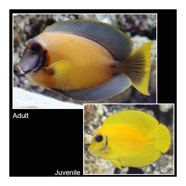 Acanthurus pyroferus livrea giovanile  6-8cm
