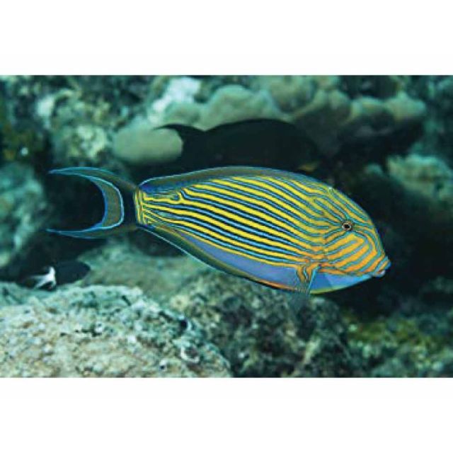 acanthurus lineatus 4/6cm