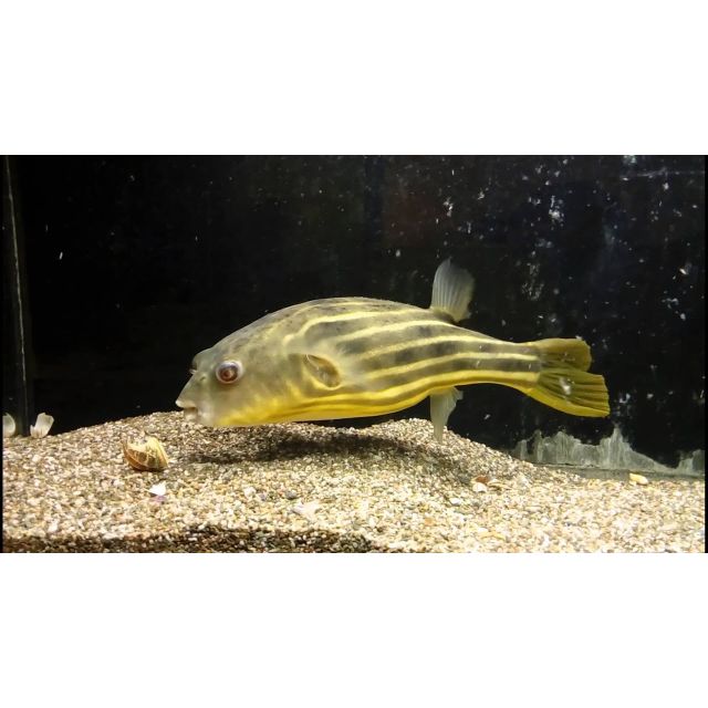 Tetraodon lineatus fahaka 5-7cm