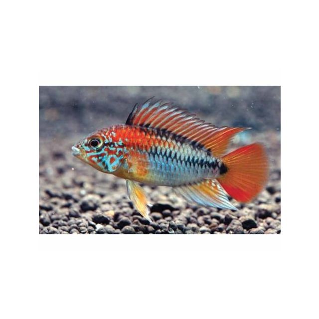 COPPIA Apistogramma Macmasteri 6-7cm