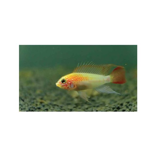 COPPIA Apistogramma macmasteri gold Red Mask 2-4cm
