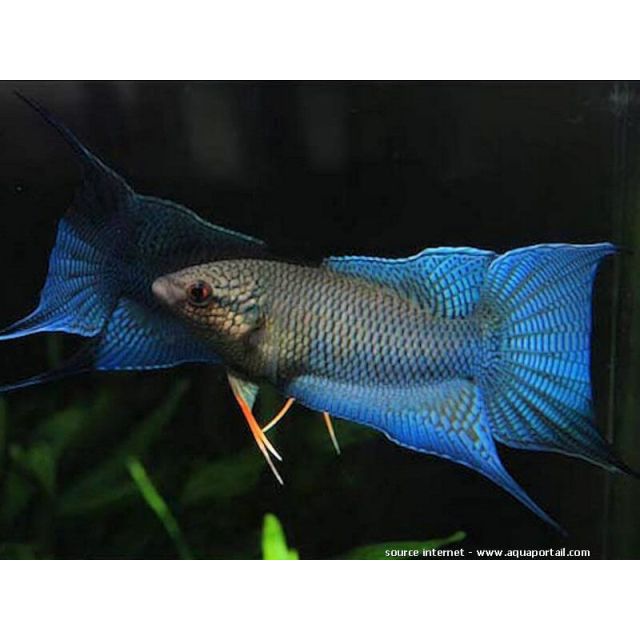 Macropodus spechti royal blue 5-7cm