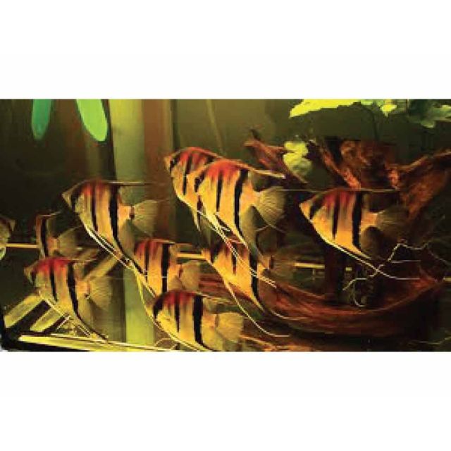 Scalare manacapuru red back 4-5cm corpo