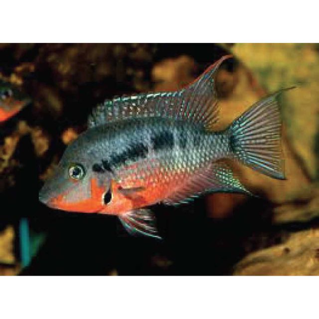 Thorichthys meeki 5-7cm