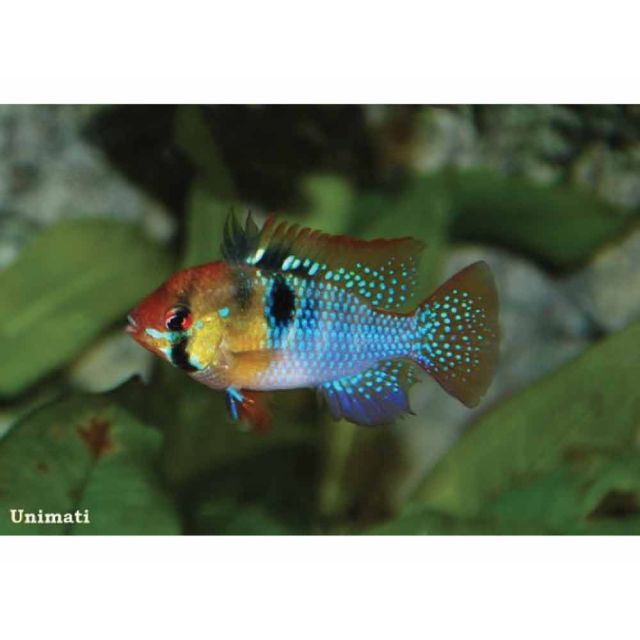 microgeophagus Ramirezi 4-5cm JUMBO