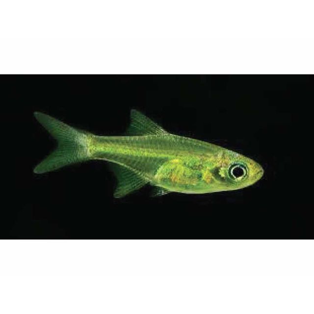 Microrasbora kubotai 1,5-2cm