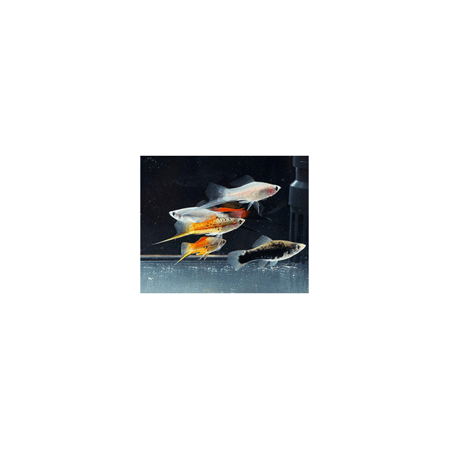 Xiphophorus helleri MIX COLORI