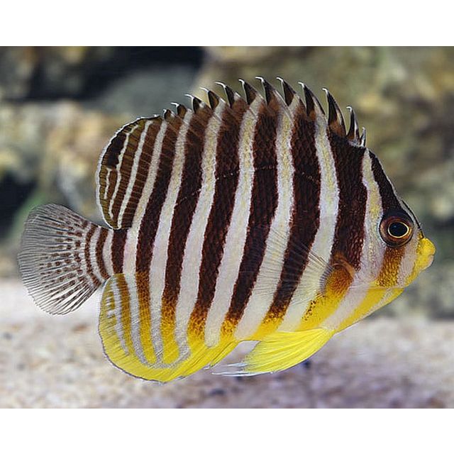 Centropyge multifasciata 5/6cm