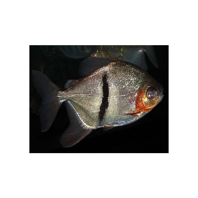 Myleus schomburgki 3-4cm