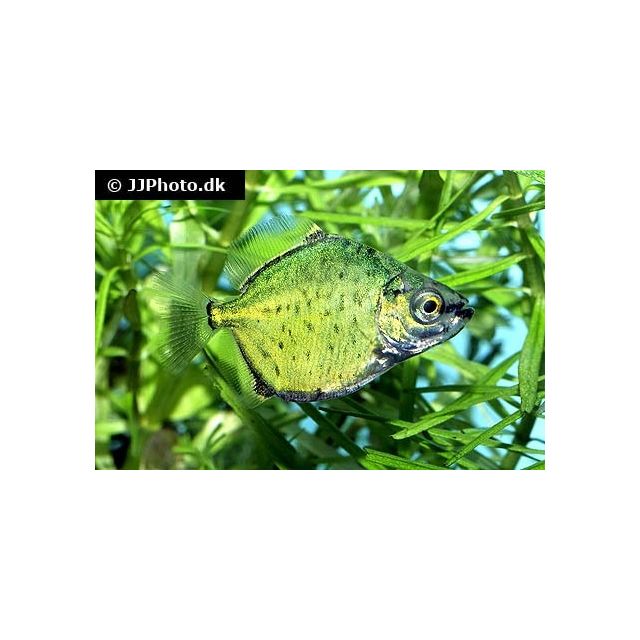 Myloplus cf. Tiete 2-4cm