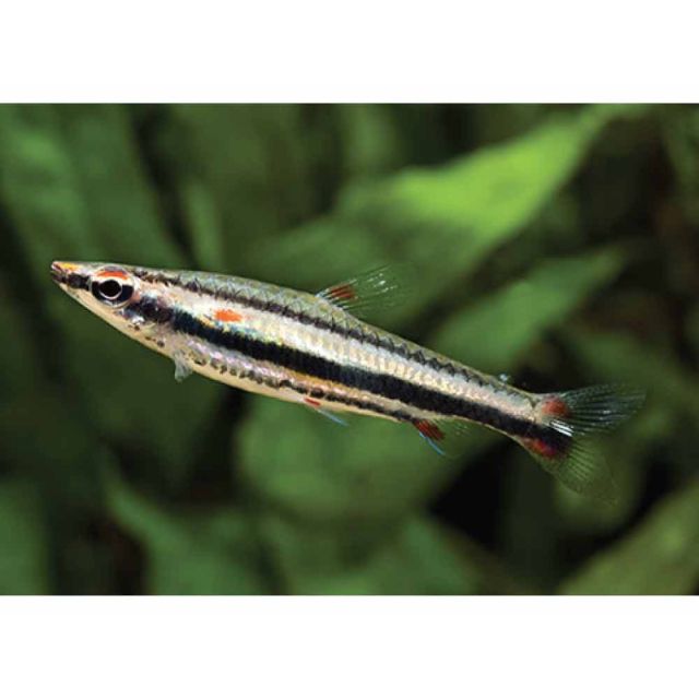 Nannostomus Trifasciatus