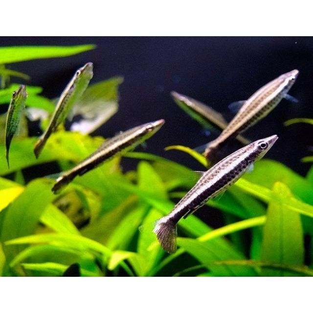Nannostomus eques 2-3cm