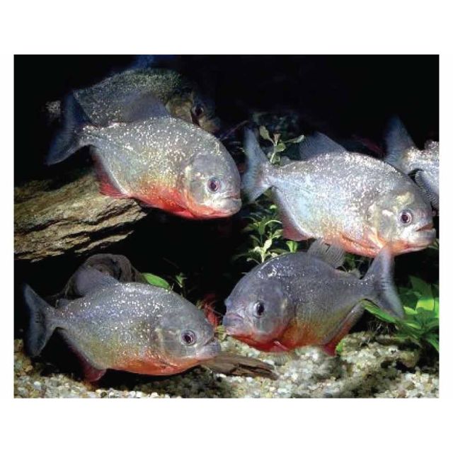 Pygocentrus nattereri 1-3cm