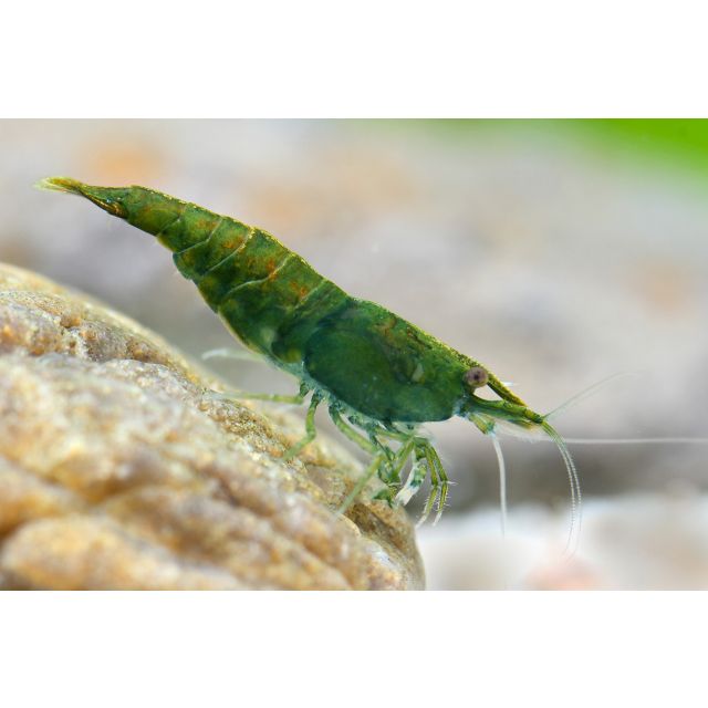 Neocaridina jade green