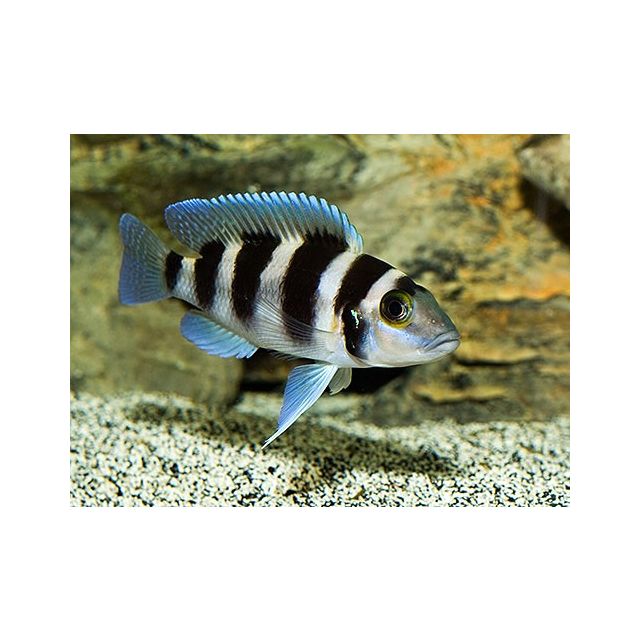 Neolamprologus Tretocephalus 4-5cm