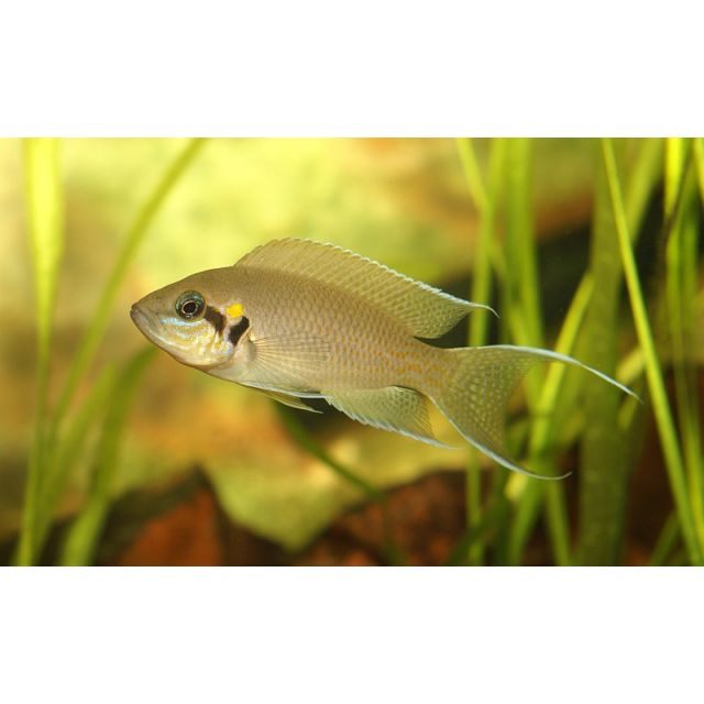 Lamprologus Brichardi 4-5cm