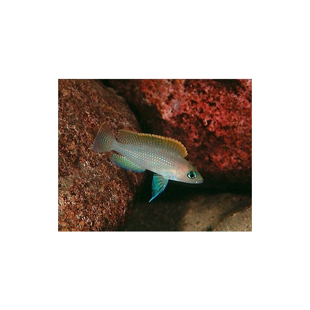 Neolamprologus Caudopunctatus "Kapampa" 3-4cm