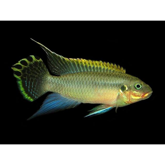 COPPIA Pelvicachromis taeniatus nigerian green 4-6cm