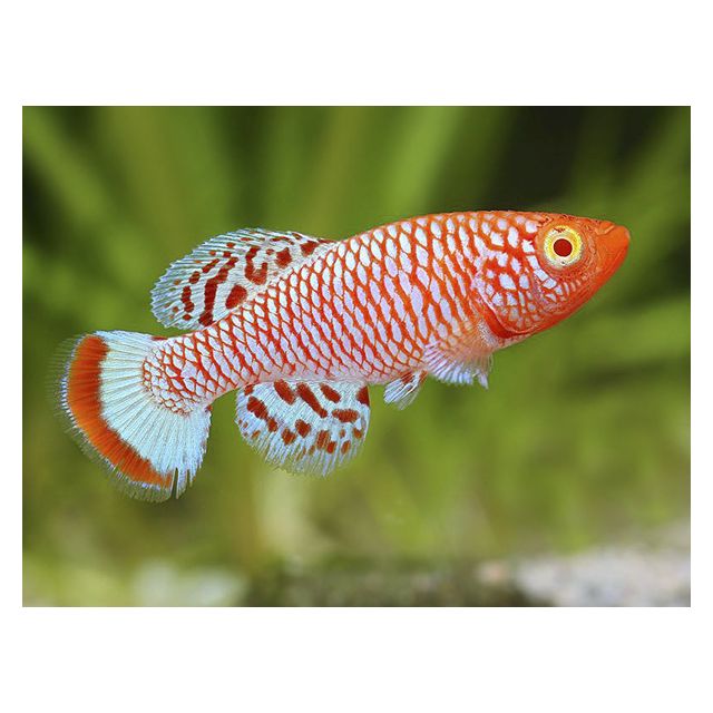 COPPIA Nothobranchius rachovii ALBINO