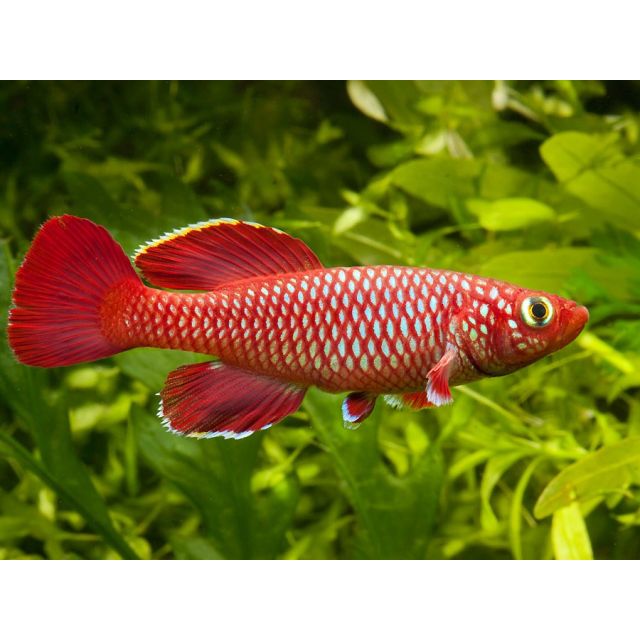 COPPIA Nothobranchius Korthausae