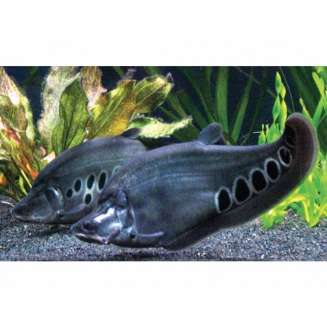 Notopterus chitala 7-9cm