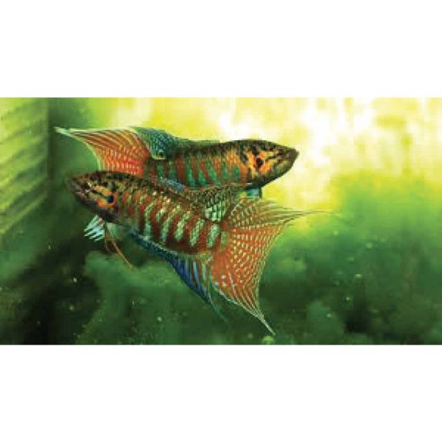 Macropodus opercularis 4/5cm
