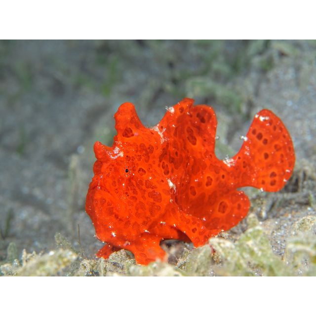 Antennarius sp. Red  6/8cm