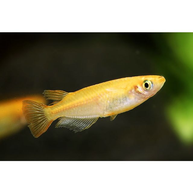 Oryzias latipes (Medaka) Sparkled Orange