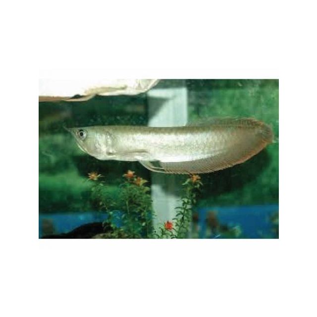 Osteoglossum bicirrhosum  4-6cm