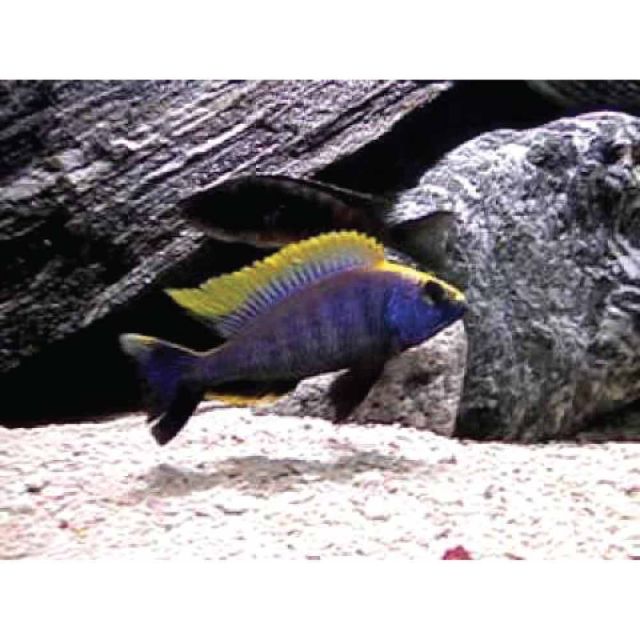 COPPIA Otopharynx lithobates 7/8cm