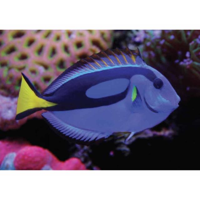 Paracanthurus hepatus 2/3cm