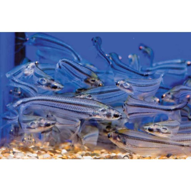 Parailia Pellucida 6-7cm