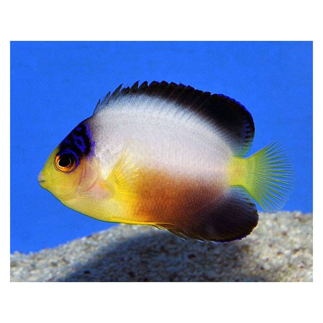 Centropyge Multicolor 6cm