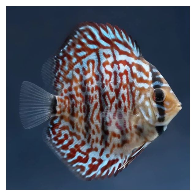 Vietnam Turqoise 8/9 cm