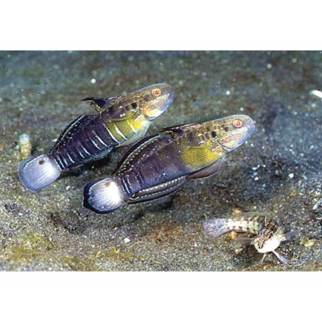 Amblygobius phalaena