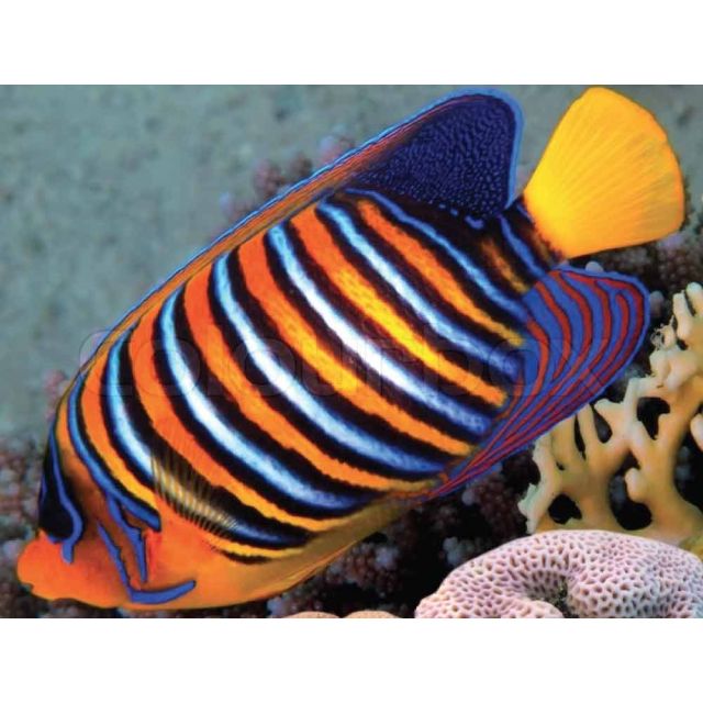 Pygoplites diacanthus 8-10cm