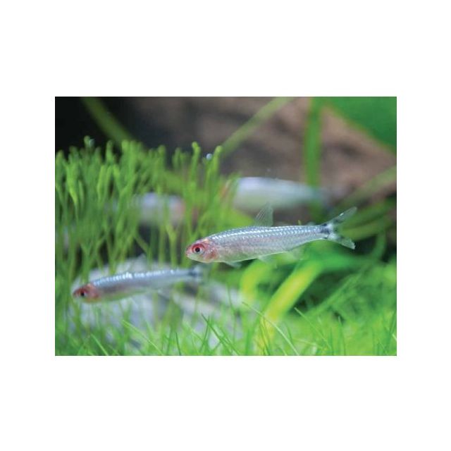 Hemigrammus rhodostomus (PETITELLA) PLATINUM 3-4cm