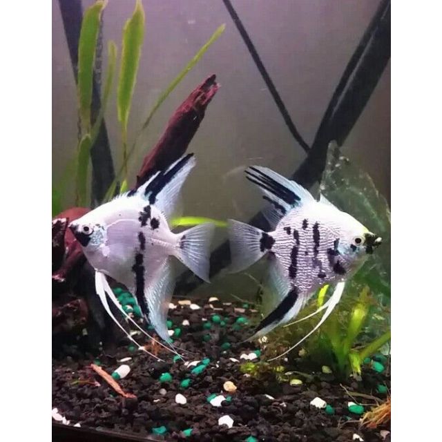 Scalare Platinum Marble 4/5cm