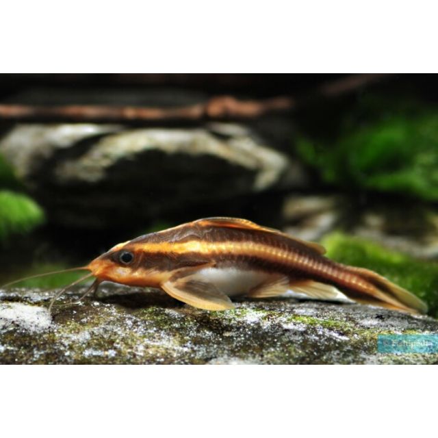 Platydoras costatus 2-3cm
