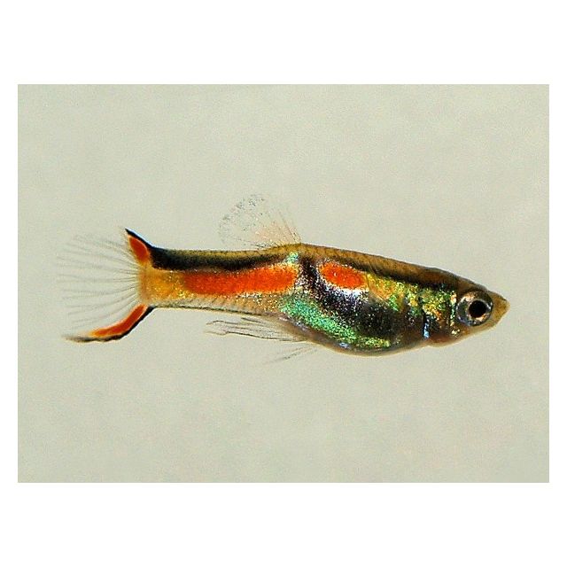 COPPIA Guppy Endler Campoma No 7 1-1,5cm