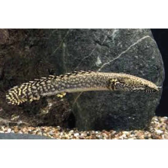 Polypterus ornatipinnis 7-10cm