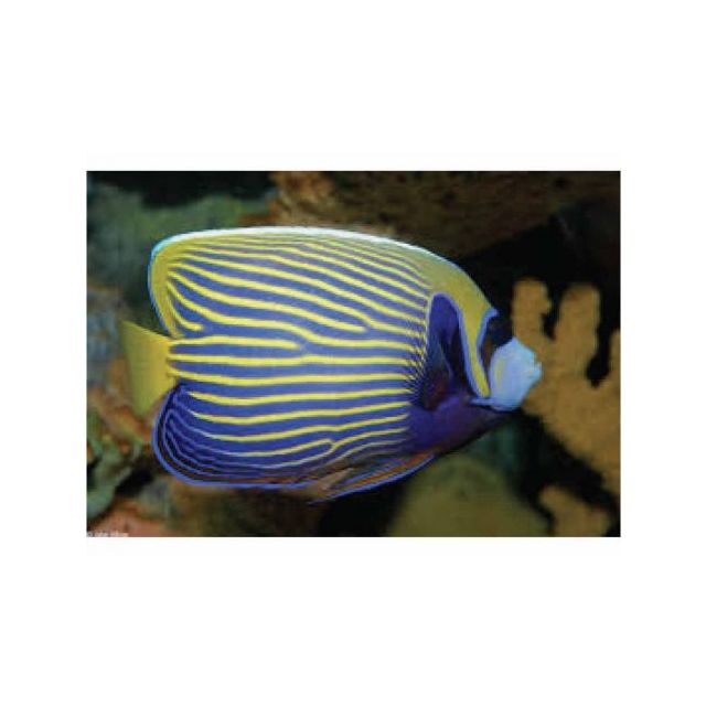 Pomacanthus Imperator SEMI-Adulto 12-15cm