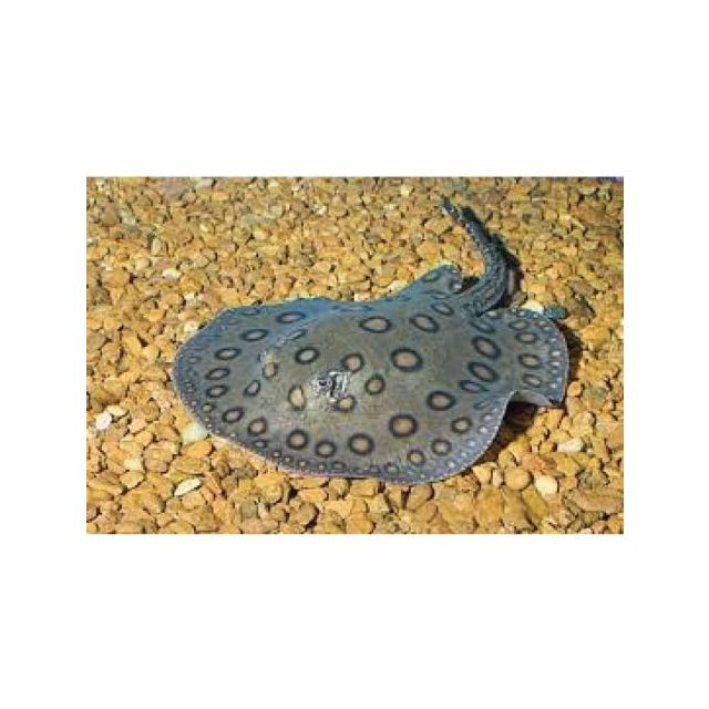 COPPIA Potamotrygon motoro 15-18cm diametro