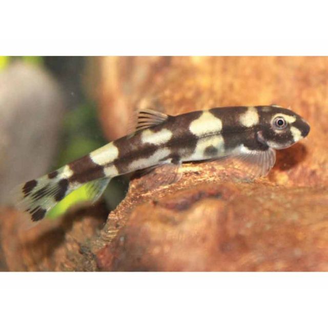 Protomyzon pachychilus 2-3cm